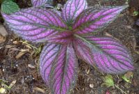 Green plant purple flowers