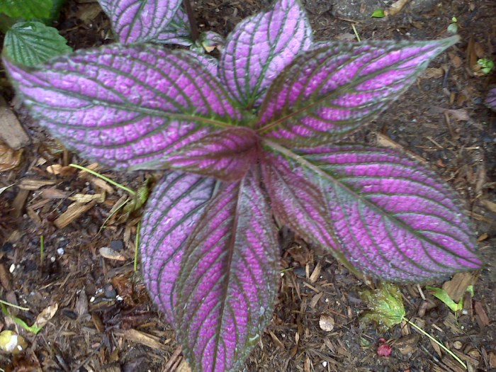 Green plant purple flowers